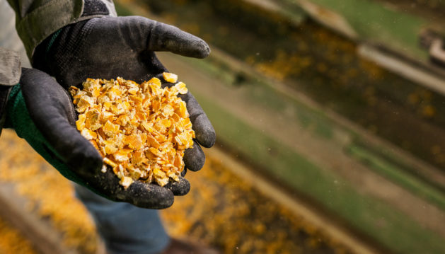 Gloved hands holding flaked corn product